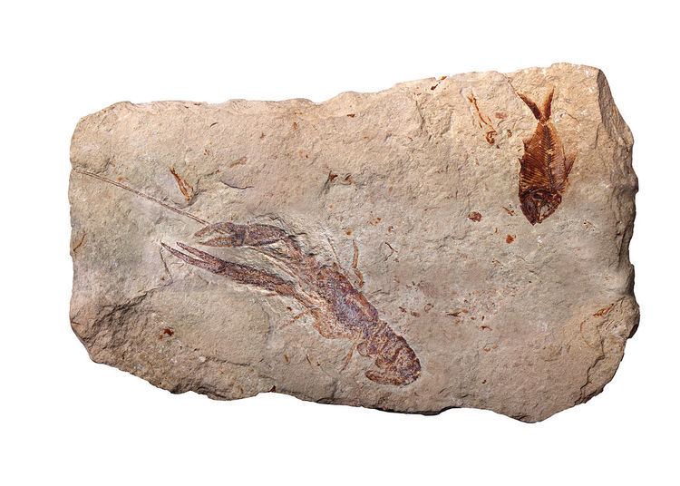 Paleontological sites of Lebanon
