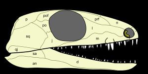 Paleothyris Paleothyris Wikipedia