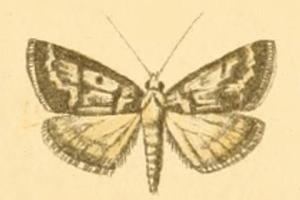 Palepicorsia