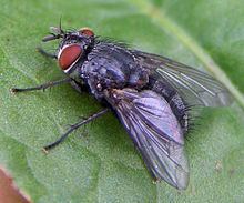 Pales (fly) httpsuploadwikimediaorgwikipediacommonsthu