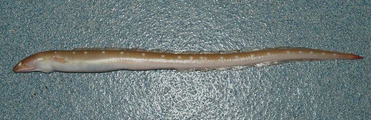 Palespotted eel