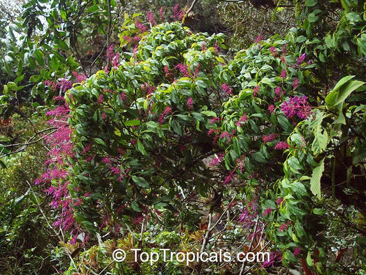 Palicourea Palicourea sp Palicourea TopTropicalscom