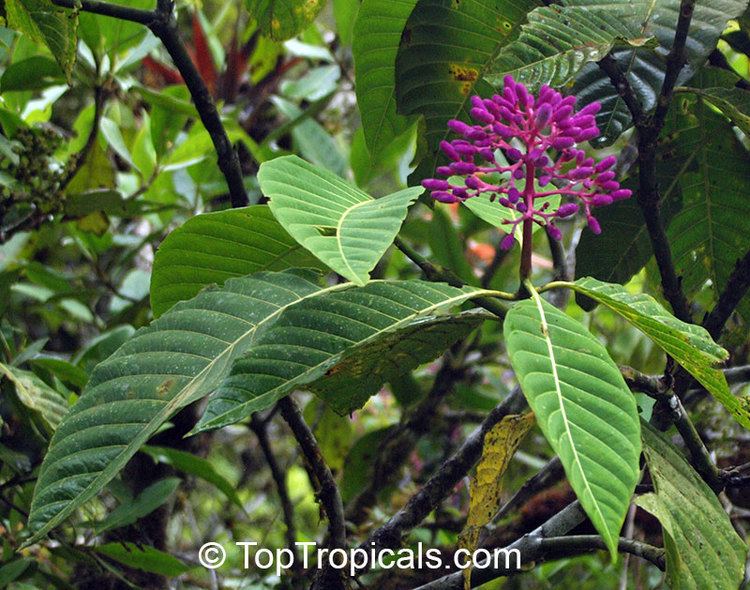 Palicourea Palicourea sp Palicourea TopTropicalscom