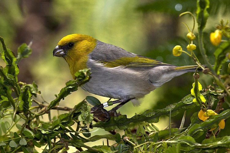 Palila Restoring a Hawaiian Forest for the Palila ZOONOOZ