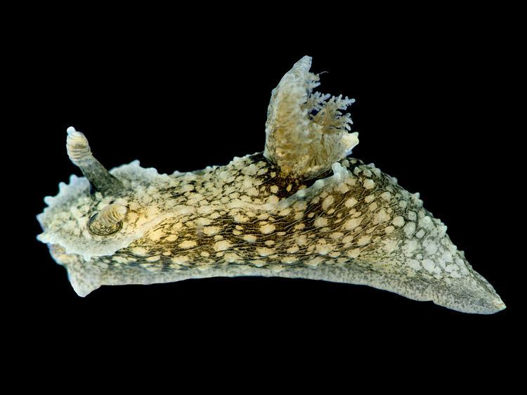 Palio (gastropod)