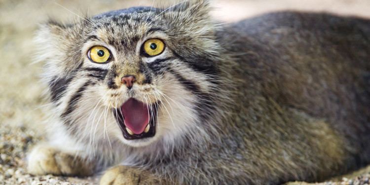 Pallas's cat Why The Pallas39 Cat Should Become Your New Favorite Animal The