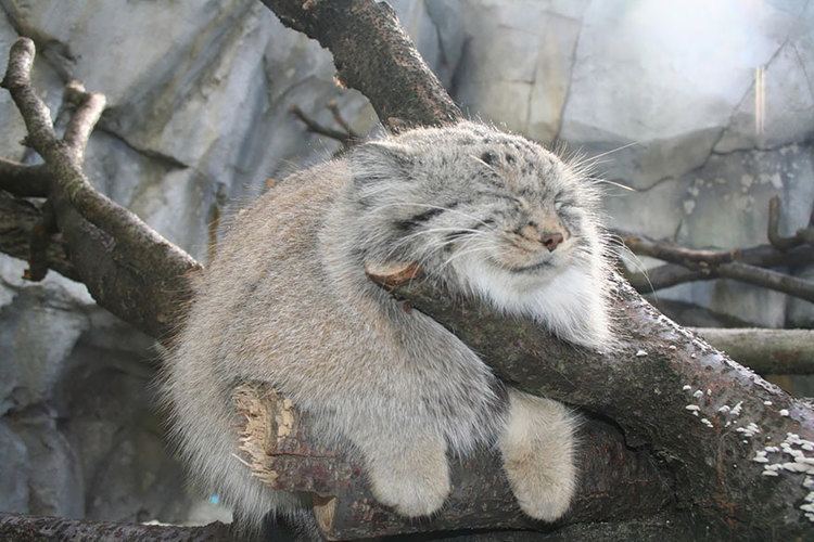 Pallas's cat The Manul Cat Is The Most Expressive Cat In The World Bored Panda