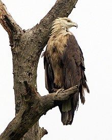 Pallas's fish eagle httpsuploadwikimediaorgwikipediacommonsthu