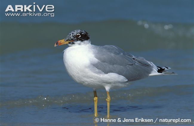 Pallas's gull Pallas39s gull videos photos and facts Larus ichthyaetus ARKive