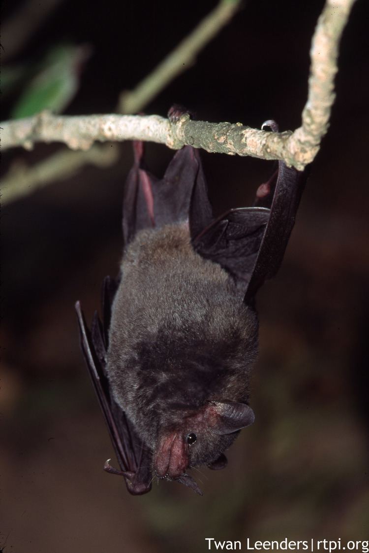Pallas's long-tongued bat Pallas39s Longtongued Bat Glossophaga soricina The Roger Tory