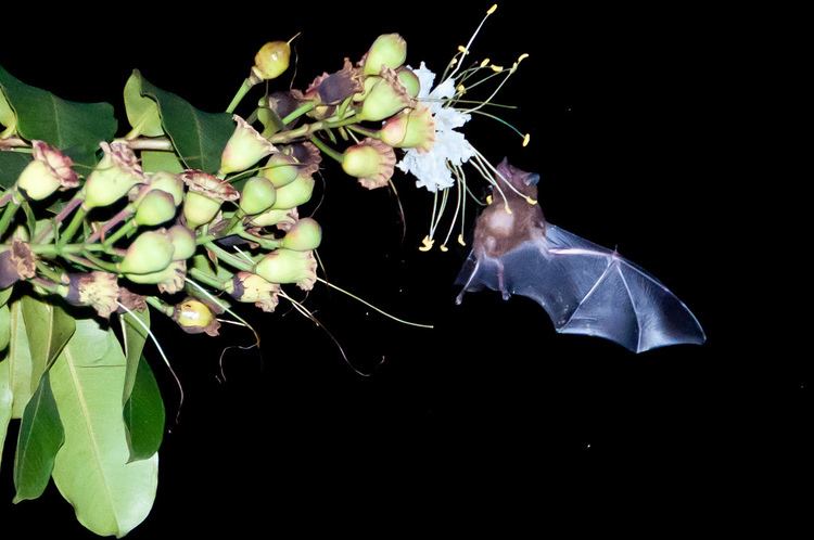 Pallas's long-tongued bat Bats use Blood for Tongue Erections and Better Feeding Scientific