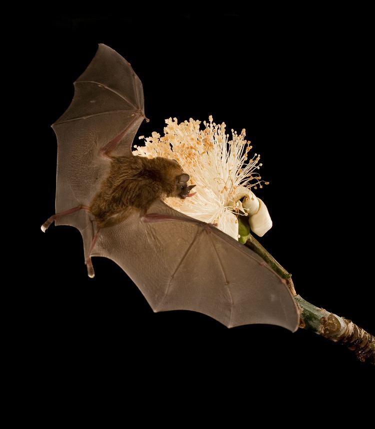 Pallas's long-tongued bat Bat39s SuperLong Tongue Powered by Blood With Video