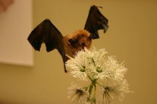 Pallas's long-tongued bat Pallas39s longtongued bat Glossophaga soricina facts