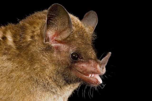Pallas's long-tongued bat httpsfarm5staticflickrcom409749434653288dd
