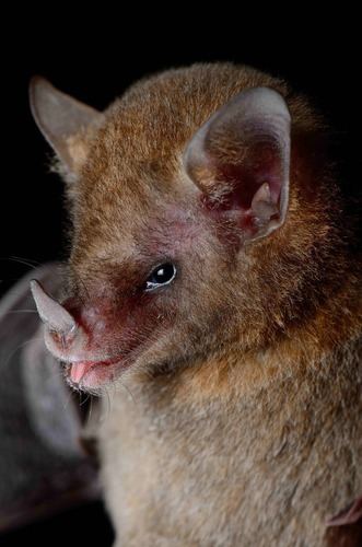 Pallas's long-tongued bat Pallas39s Longtongued Bat observed by svaldvard on December 20 2011