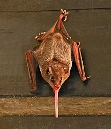 Pallas's long-tongued bat Pallas39s longtongued bat Wikipedia