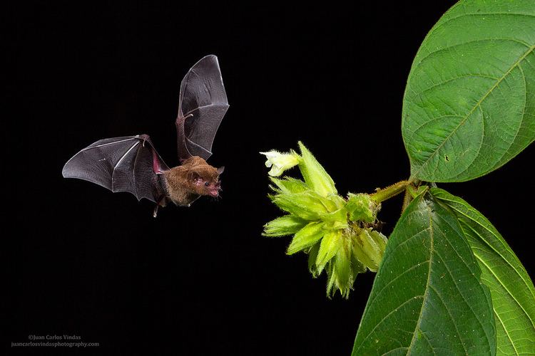 Pallas's long-tongued bat PallasLongtongued Bat Glossophaga soricina and Preston Flickr