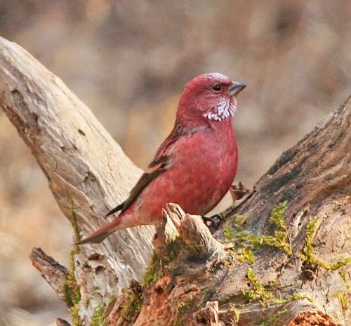 Pallas's rosefinch BirdQuest The Ultimate in Birding Tours