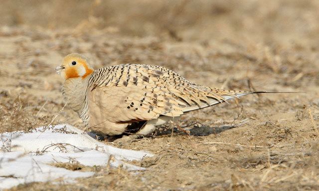 Pallas's sandgrouse Oriental Bird Club Image Database Pallas39s Sandgrouse Syrrhaptes