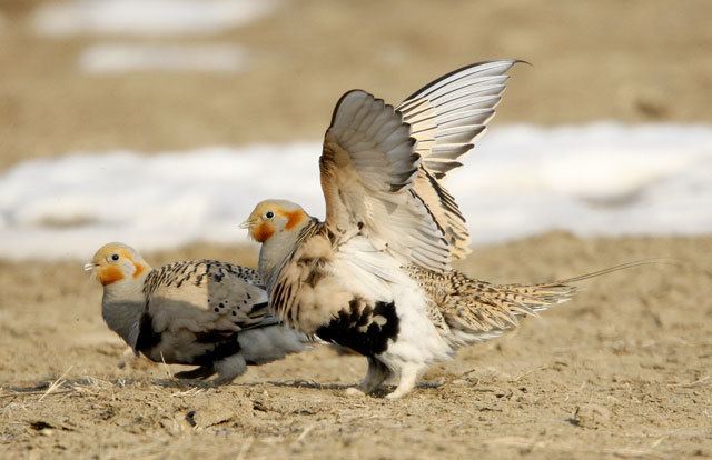 Pallas's sandgrouse Oriental Bird Club Image Database Pallas39s Sandgrouse Syrrhaptes