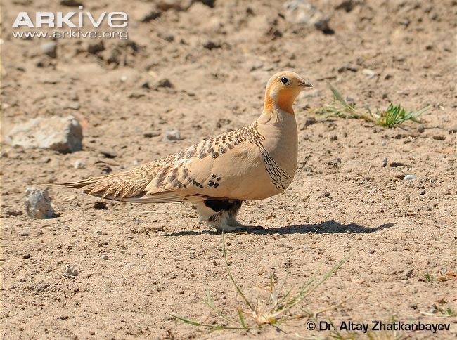 Pallas's sandgrouse Pallas39s sandgrouse photo Syrrhaptes paradoxus G128776 ARKive