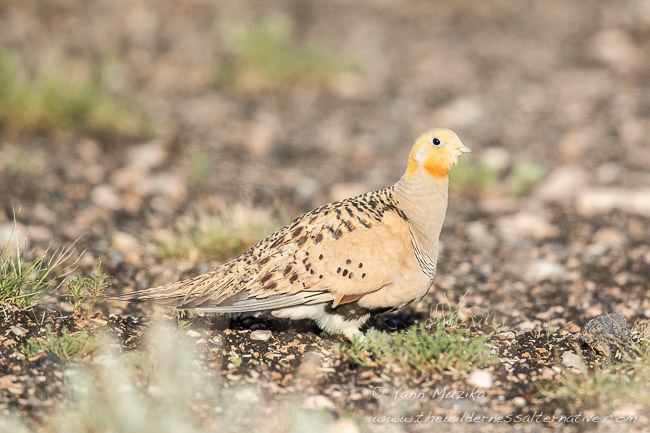 Pallas's sandgrouse Oriental Bird Club Image Database Pallas39s Sandgrouse Syrrhaptes