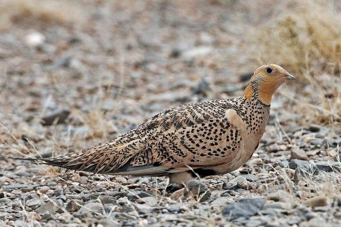 Pallas's sandgrouse vogelwartech Pallas39s Sandgrouse