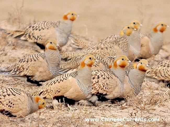 Pallas's sandgrouse Oriental Bird Club Image Database Pallas39s Sandgrouse Syrrhaptes