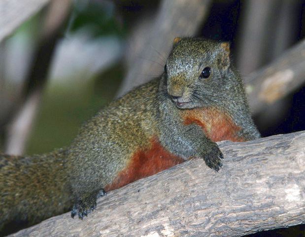 Pallas's squirrel animaldiversityorgcollectionscontributorsdavid