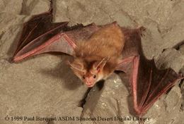 Pallid bat Pallid Bat Fact Sheet