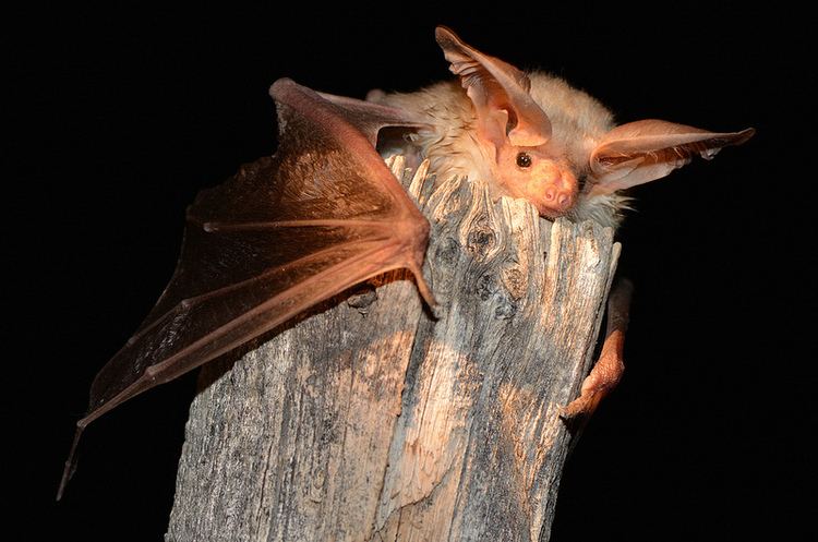 Pallid bat Pallid Bat