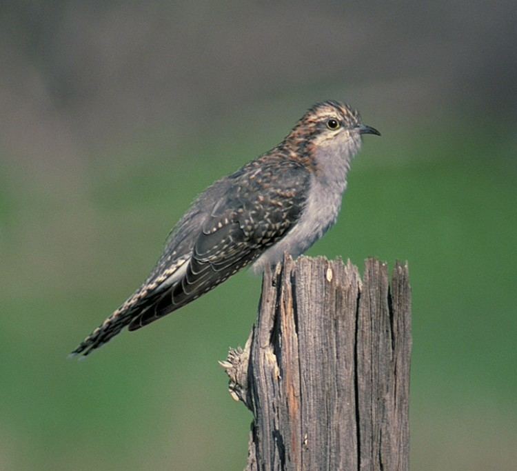 Pallid cuckoo Pallid Cuckoo Canberra Birds