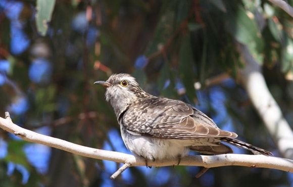 Pallid cuckoo Pallid Cuckoo BirdLife Australia