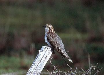 Pallid cuckoo Pallid Cuckoo Australian Birds photographs by Graeme Chapman