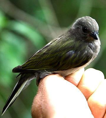 Pallid honeyguide Pallid Honeyguide