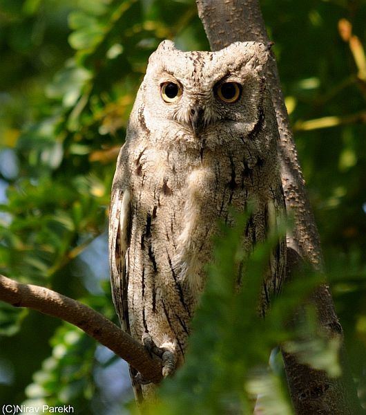 Pallid scops owl Oriental Bird Club Image Database Pallid Scops Owl Otus brucei