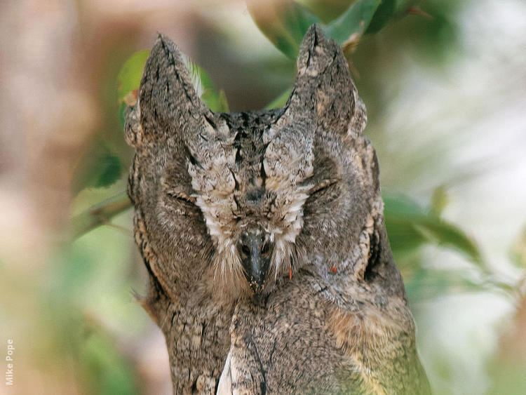 Pallid scops owl Pallid Scops Owl KuwaitBirdsorg