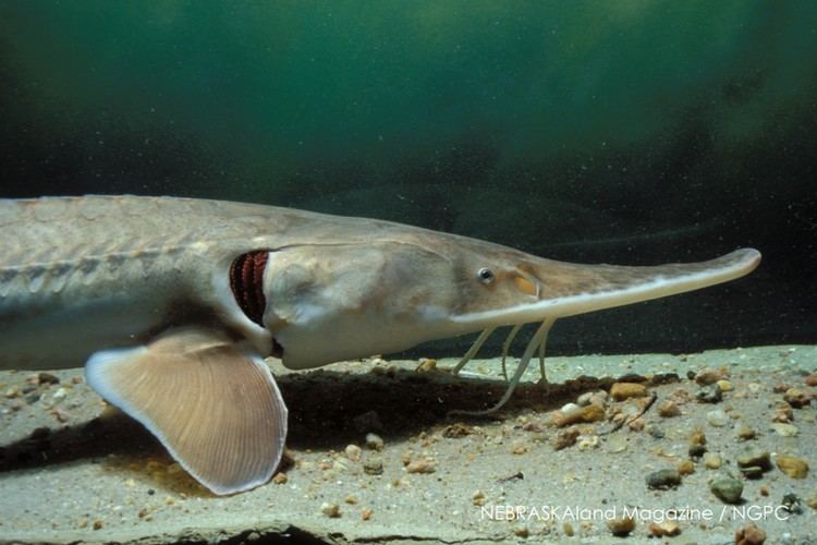 Pallid sturgeon Pallid Sturgeon