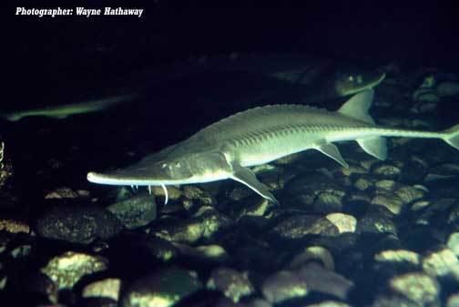 Pallid sturgeon Pallid Sturgeon