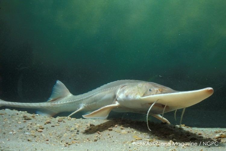 Pallid sturgeon Pallid Sturgeon