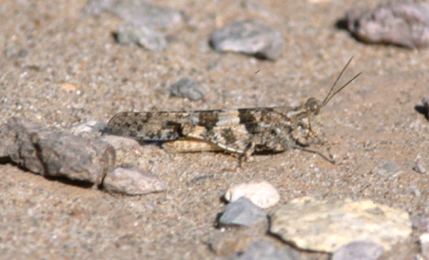 Pallid-winged grasshopper PallidWinged Grasshopper
