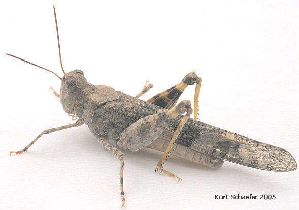 Pallid-winged grasshopper Trimerotropis pallidipennis Pallidwinged grasshopper