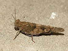 Pallid-winged grasshopper httpsuploadwikimediaorgwikipediacommonsthu