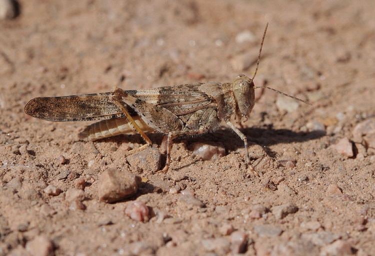 Pallid-winged grasshopper Pallidwinged Grasshopper Trimerotropis pallidipennisPap Flickr