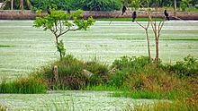 Pallikaranai wetland httpsuploadwikimediaorgwikipediacommonsthu