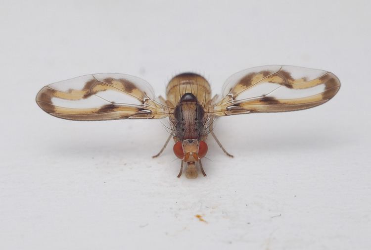 Pallopteridae Palloptera muliebris Pallopteridae Flutter wing fly Gordon Flickr
