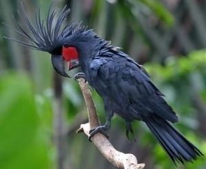 Palm cockatoo wwwallpetbirdscomwpcontentuploadsblackpalm