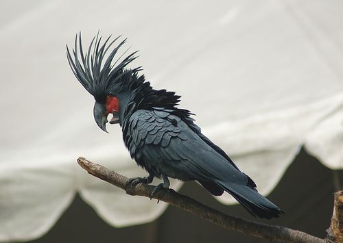 Palm cockatoo - Wikipedia