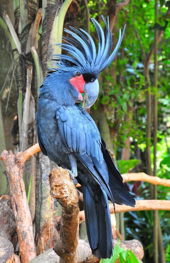 Palm cockatoo Kakatua Raja The palm cockatoo also known as the goliath cockatoo