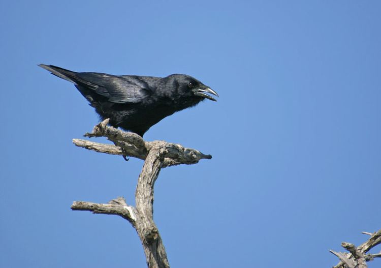Palm crow Palm Crow